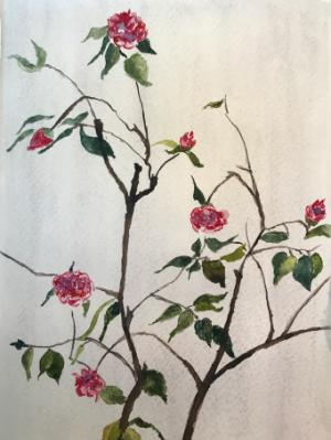 Camellias, Huntington Gardens (sold)