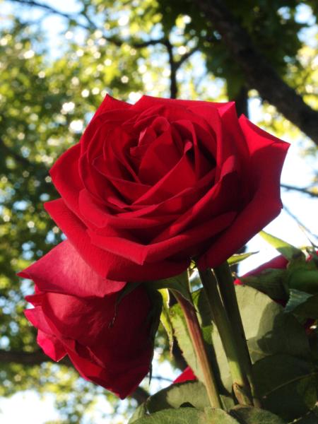 Two Red Roses