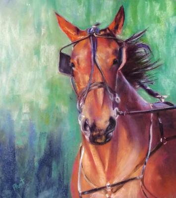 Standardbred