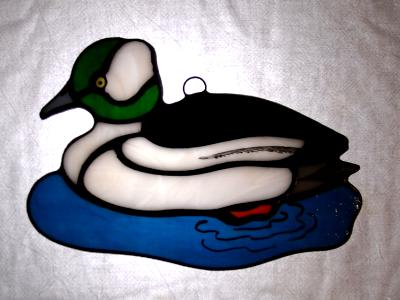 Bufflehead Duck Bufflehead Duck