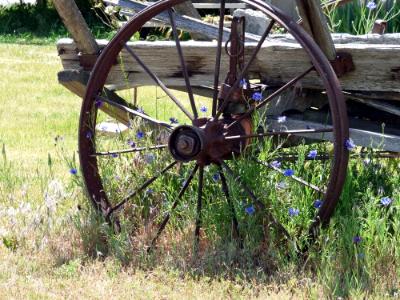 Rusty Wheel and Flowers