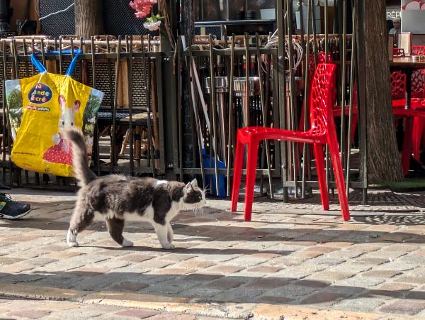 Grey Cat, Red Chair