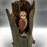 Owl in Tree