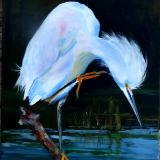 Snowy Egret - oil - 16x20 sold