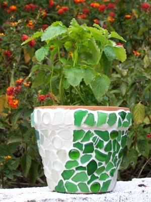 Lemon Balm Sea Glass Pot 6"