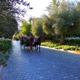 Horse 'n' Carriage, Royal Mansour