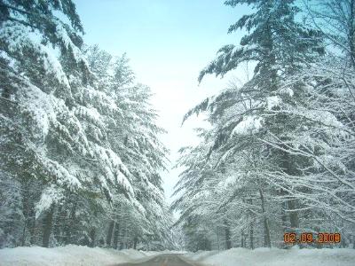 Tunnel of Snow-coverd Trees