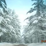 Tunnel of Snow-coverd Trees