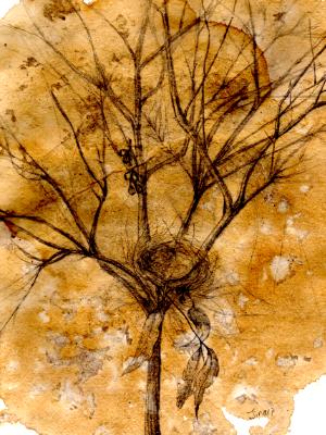 Nest in cassinia Nest in cassinia