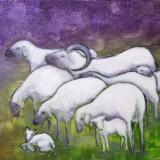 Sheep Herd