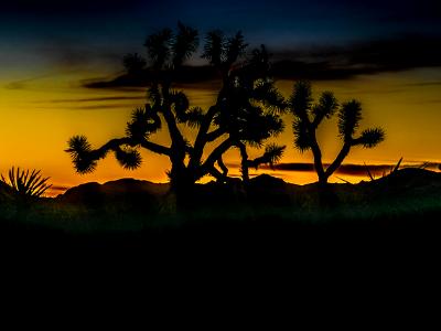 Dawn, Joshua Tree