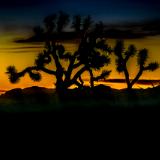 Dawn, Joshua Tree