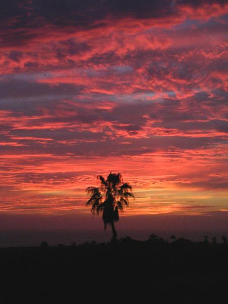 Todos palm sunset