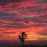 Todos palm sunset