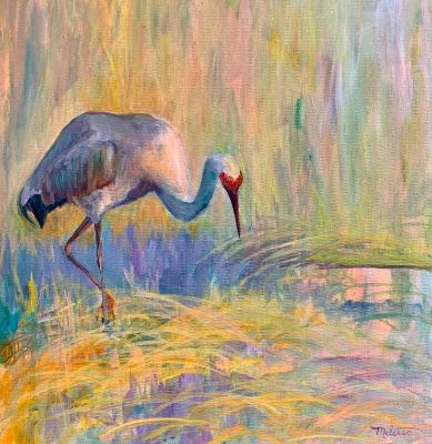 Sandhill Crane