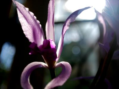 Purple Orchid