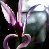 Purple Orchid