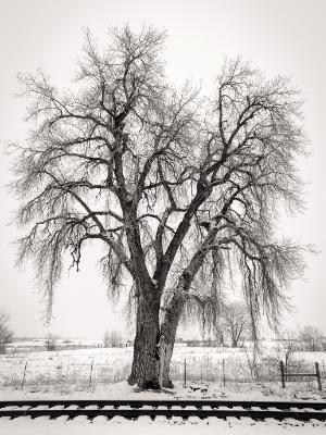 Broomfield Tracks and Cottonwood Tree Broomfield Tracks and Cottonwood Tree