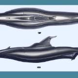"Attack Sub"