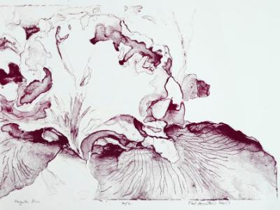 Magenta Iris 16 x 12 screen print