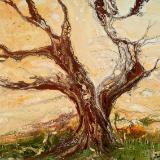 Manzanita