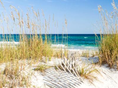 Dune Fence and Sea Oats at Pensacola Beach Dune Fence and Sea Oats at Pensacola Beach