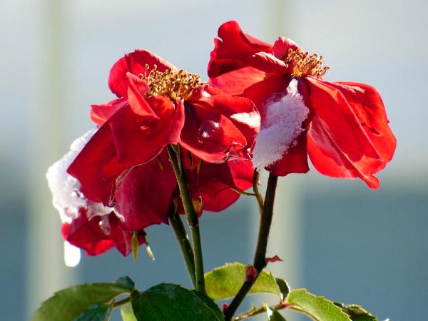 Red and White