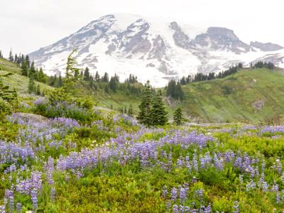 Mt. Ranier Lupine Hillside Mt. Ranier Lupine Hillside