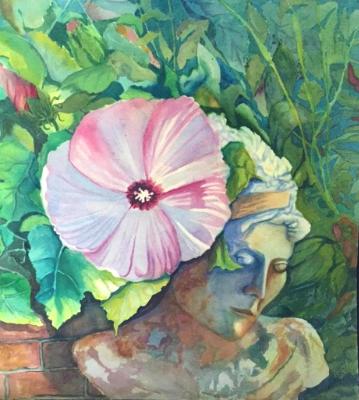 Rose Mallow Rose Mallow