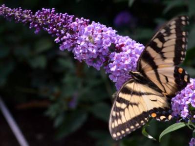 Lilac Flutterby