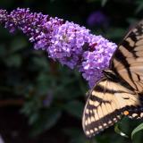 Lilac Flutterby