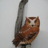 Half Size Screch Owl (red phase) #3  SOLD