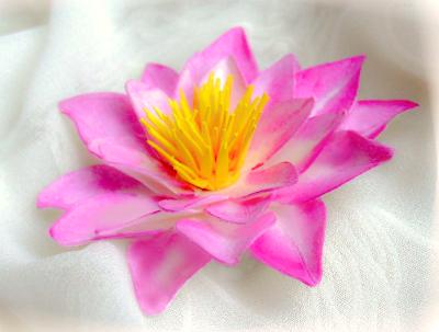 Pink Water Lily Pin Pink Water Lily Pin