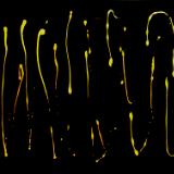 Black and Gold No. 12  30 x 36 in