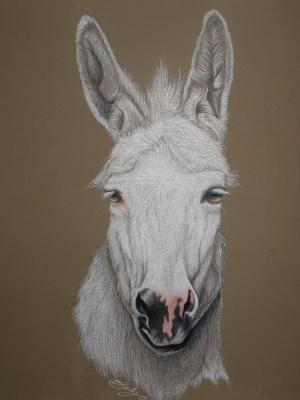 Remmy the Donkey