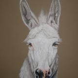 Remmy the Donkey