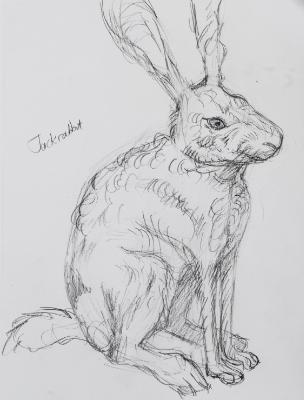 Jackrabbit Jackrabbit