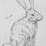 Jackrabbit