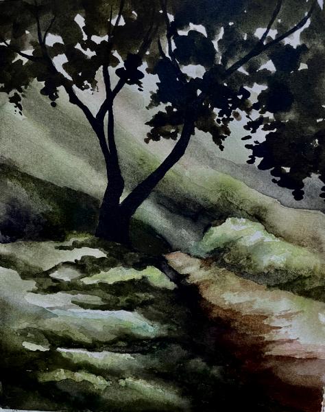 Tecolote Canyon, Early Morning