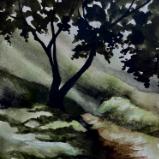 Tecolote Canyon, Early Morning