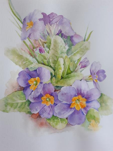 Primroses