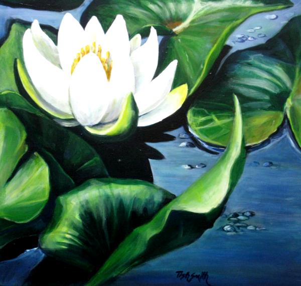 Water Lily