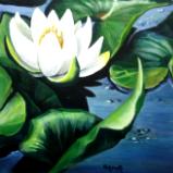 Water Lily