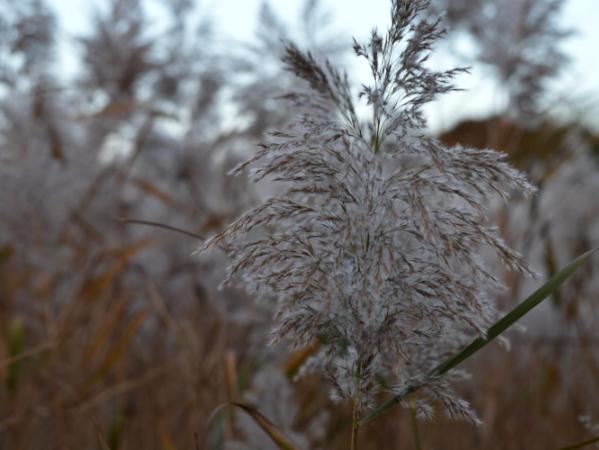 witches broom