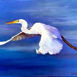 Great White Egret in Flight