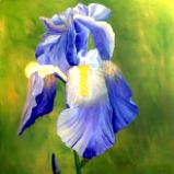 Eleanors Iris