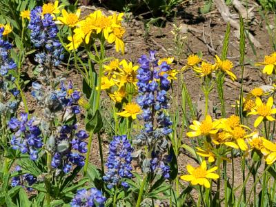 Mt baldy flowers