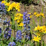 Mt baldy flowers