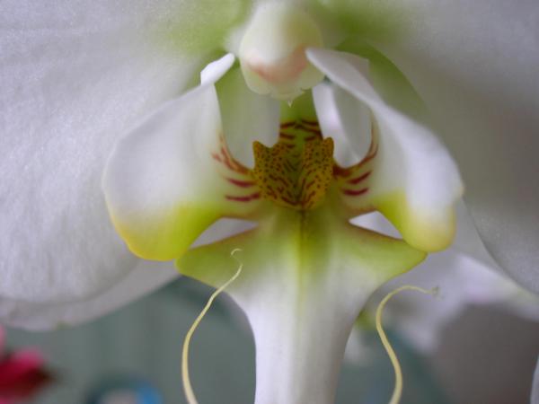 White Orchid