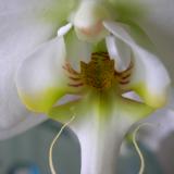 White Orchid